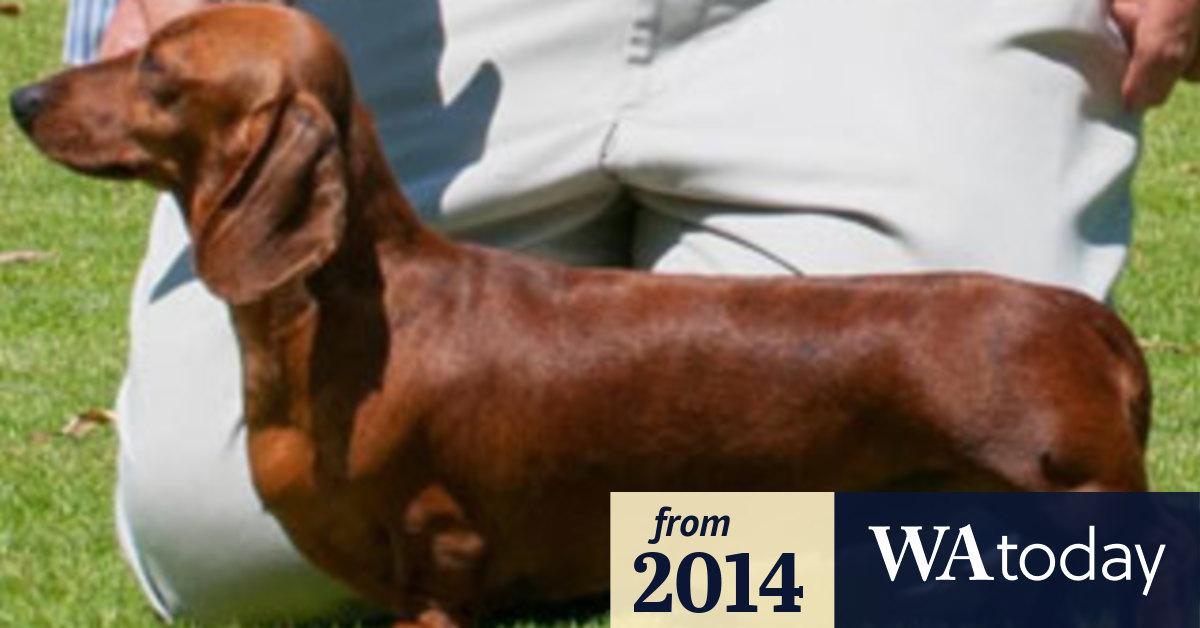 Puppy love for dachshunds creates long waiting lists in Perth